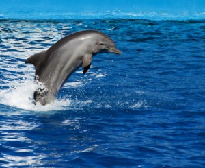 dolphin metaphor