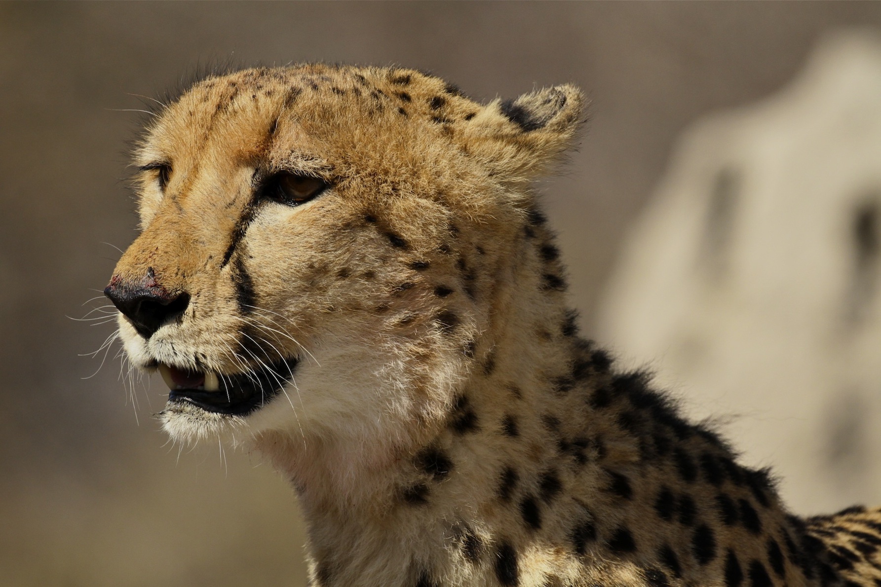 cheetah-portrait-Botswana.jpg